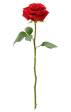 Regalami una rosa